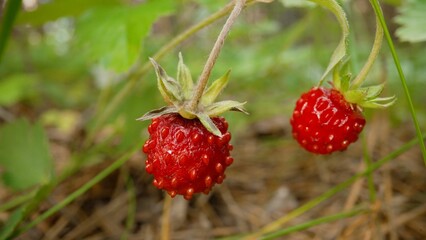 Close-up on blurred greenery with copying of space, using as a background of the natural landscape, ecology. strawberry plant. Close-up macro photography of a forest strawberry. 