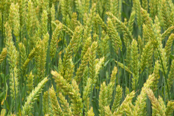 The green ears of cereal crops in the field . The wheat is earing.