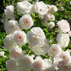 Bush of a white rose close-up. Blooming garden plant under sunlight. Selective focus.
