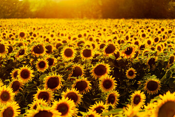 Beautiful sunflower field landscape at sunset with sun rays 