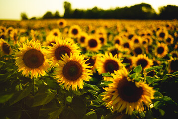 field of sunflowers at summer sunset