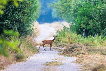 Fototapeta premium A young roebuck stands on a dirt road between bushes and looks at the camera