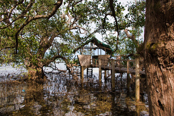The mysterious Katunggan Mahinog mangrove park, Camiguin, Philippines