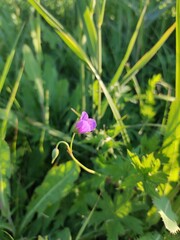 flower in the field 