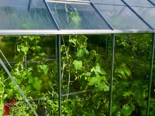 The growth and blooming of greenhouse cucumbers