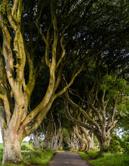 landscape view of the iconic The Dark Hedges in Northern Ireland