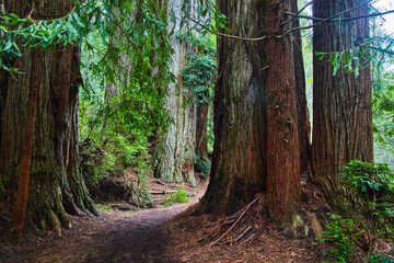 Winding path goes around large Redwood trees in California - obrazy, fototapety, plakaty