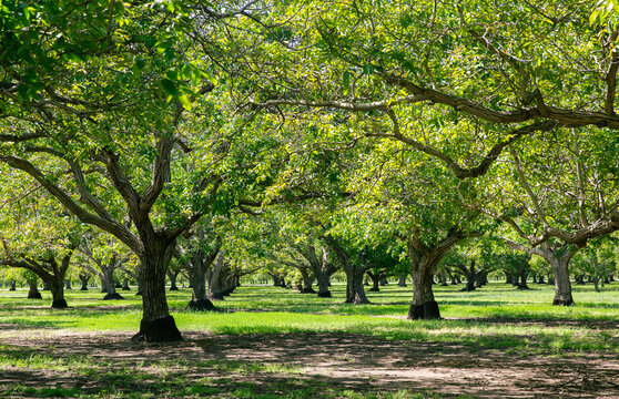 Walnut Groves of Northern California