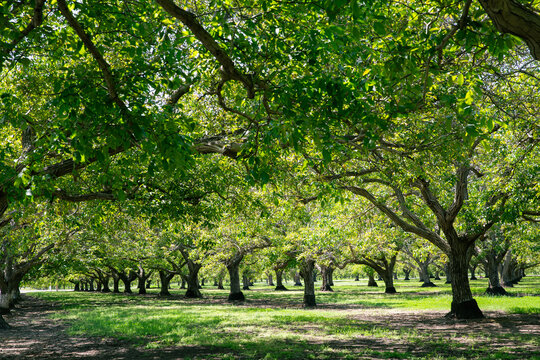 Walnut Groves of Northern California
