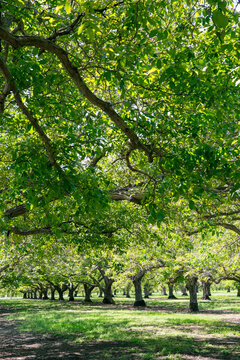 Walnut Groves of Northern California