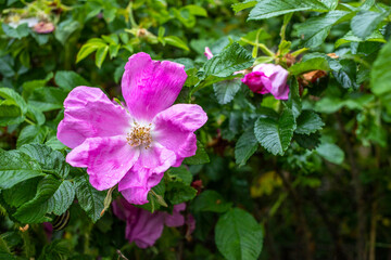 Obraz na płótnie Canvas Rose hip flower in the garden against green leaves.