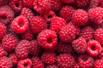 Collection of fresh red raspberries, juicy, colorful fruit background in full frame, selective focus