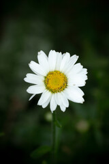 Fototapeta premium White Daisy Flower