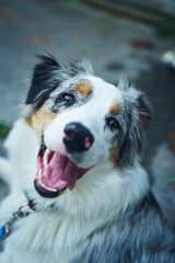 Chien heureux Berger Australien - Happy Aussie shepherd dog
