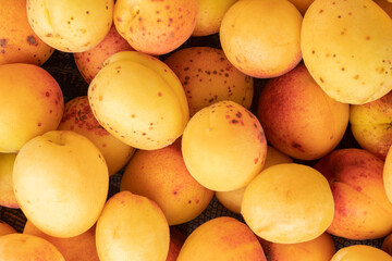 Fototapeta na wymiar Ripe apricots.Apricots as a background
