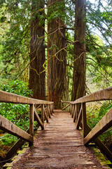 Wooden boardwalk bridge with Redwood trees growing through path