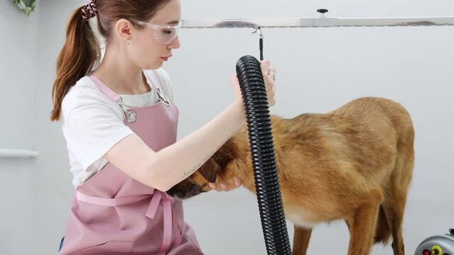 Professional groomer young woman dries mongrel large red dog after shower in the salon