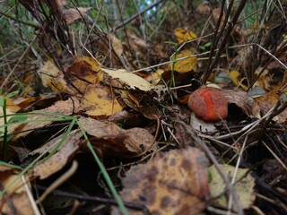 mushrooms in the forest