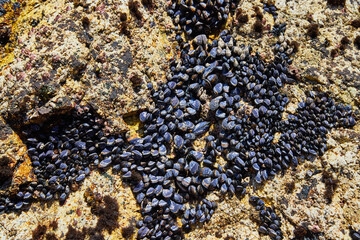 View of hundreds of mussels on west coast rocks