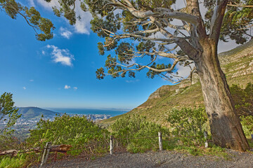 Peaceful and scenic view of foliage near a city. Beautiful landscape of nature in Cape Town, South Africa on a summer day. Big tree surrounded by a mountain and green plants outdoors in during spring