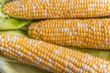 Ripe corn on cob. Peeled ears of ripe two-colored corn. Variety of corn with two-color grains