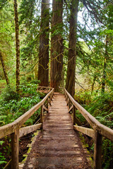 Wood bridge leading to Redwood trees in forest