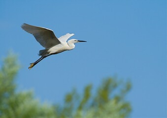 Flying white beauty. Litlle Egret. Kis-Balaton. 