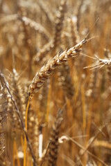 Fototapeta premium épi de blé dans un champ