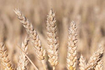 Three ripe ears of golden wheat grow side by side in a wheat field. The background is light.