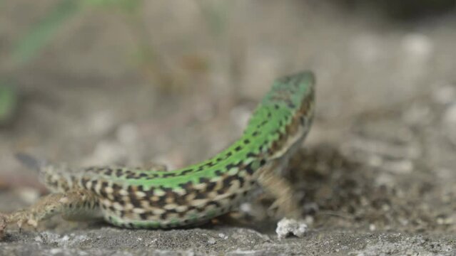 Male and female couple of beautiful Italian wall lizards (Podarcis siculus)