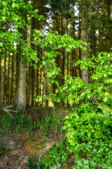 Green leaves of wild beech trees growing in a forest or woodlands with plants and shrubs. View of a peaceful park with a deciduous landscape and lush bright foliage from fagus sylvatica in nature