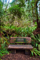 Wood bench for resting along hike in forest