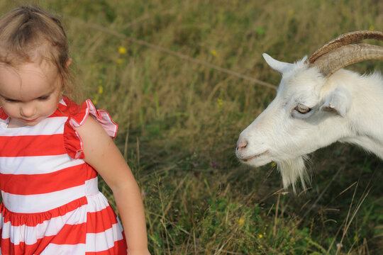 The girl and a goat