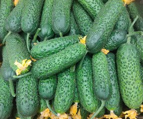 fresh green with pimples cucumbers on the counter of the vegetable market
