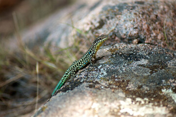 A lizard in the forest in the wild is basking in the sun on a stone.