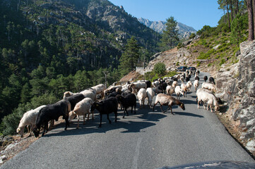 A herd of wild goats on a road on the island of Corsica