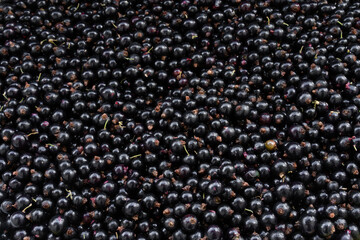 Currant as background or texture