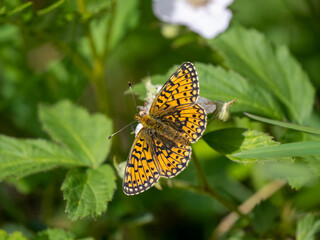 Small Pearl-boardered Fritillary on Bramble