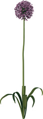 Front view of Plant Flower ( Allium giganteum 1) Tree illustration vector	

