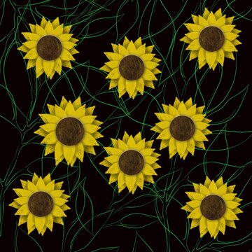 girasoles con fondo de negro