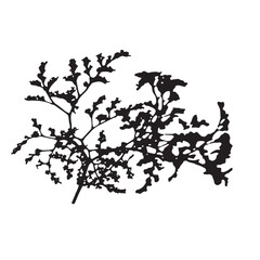 Dry grass collection. Vector illustration. Statice. festive decoration template. feathery grass head