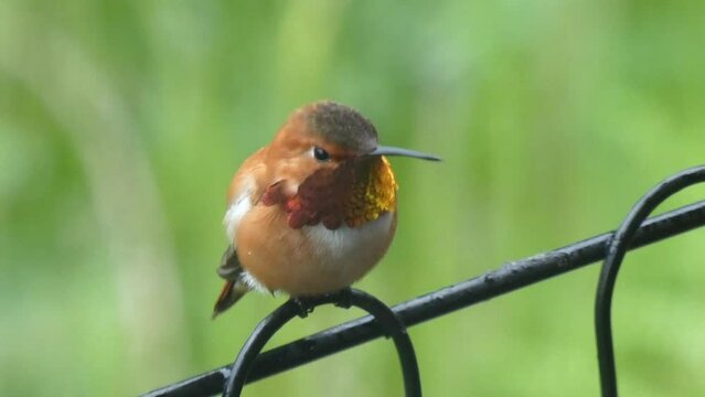 Hummingbird Rufous Male Closeup Boasts Shimmering Gorget, Rests on Fence out of Rain, Closeup