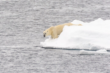 Eisbär im Packeis