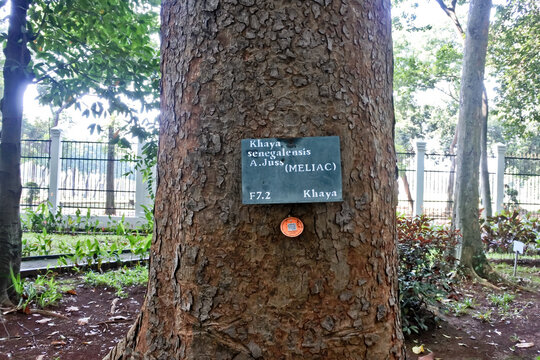 Collection of rare Indonesian tropical forest plants in the arboretum of Manggala wana bakti. 
Khaya Senegalensis Tree