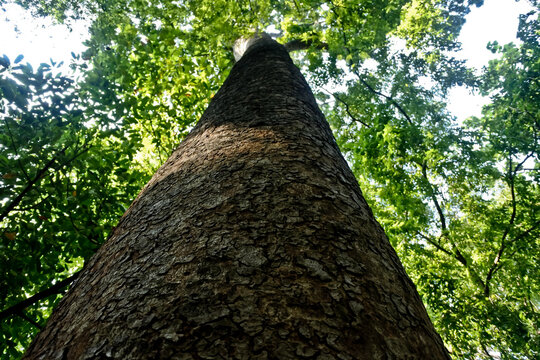 Collection of rare Indonesian tropical forest plants in the arboretum of Manggala wana bakti. 
Khaya Senegalensis Tree