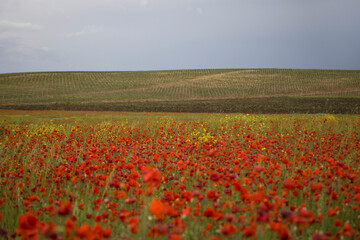 Poppy field