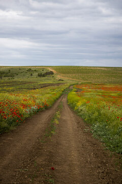 Path along the poppy fields