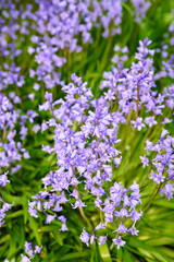 Obraz na płótnie Canvas Colorful purple flowers growing in a garden. Closeup of beautiful spanish bluebell or hyacinthoides hispanica foliage with vibrant petals blooming and blossoming in nature on a sunny day in spring