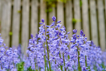Bluebells in my garden. Vibrant Bluebell flowers growing in a backyard garden of a home. Closeup detail beautiful bright purple plants bloom and blossom outdoors in a park on a summer or spring day.
