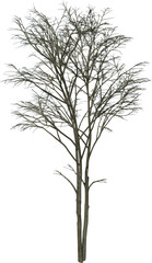 Obraz premium Front view of Plant (Dry Tree 1) Tree illustration vector 